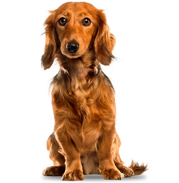 dog1