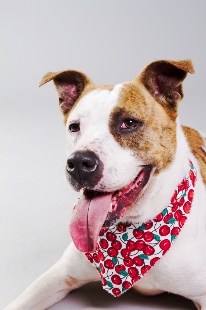 FlaglerHumane_Society_Dog_Photography_Cute